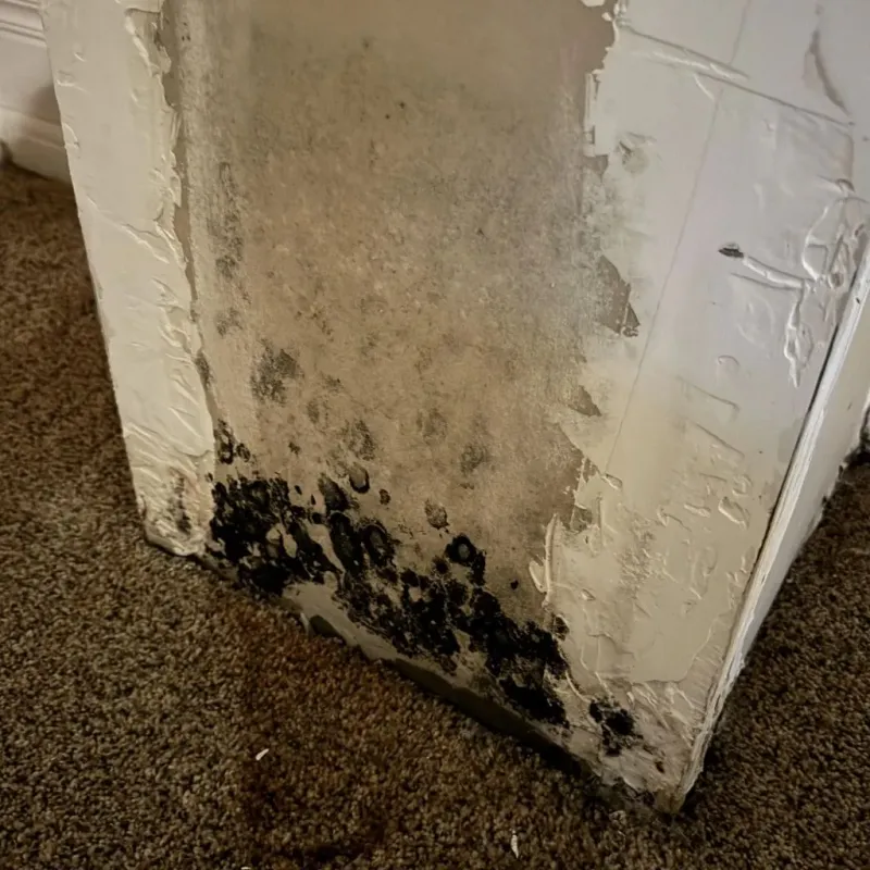 Professional Mold Removal in West Fork, AR